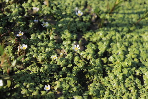 Common water-crowfoot (Ranunculus aquatilis)
