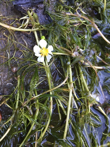 Common water-crowfoot (Ranunculus aquatilis)