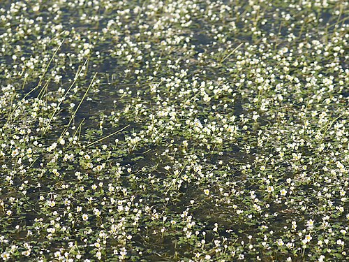Common water-crowfoot: Common water-crowfoot close to Urzulei on the SS125 road, Sardinia, Italy