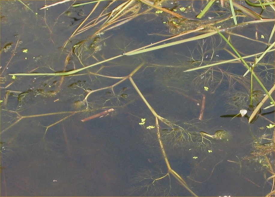 Common water-crowfoot: (nl: Fijne waterranonkel stengel) Ranunculus aquatilis var. diffusus;