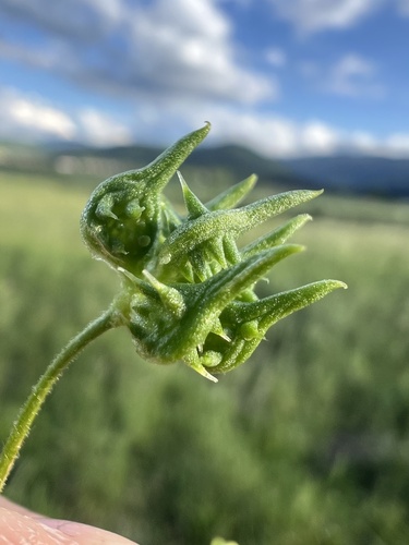 Corn buttercup (Ranunculus arvensis)