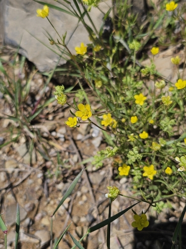 Corn buttercup (Ranunculus arvensis)