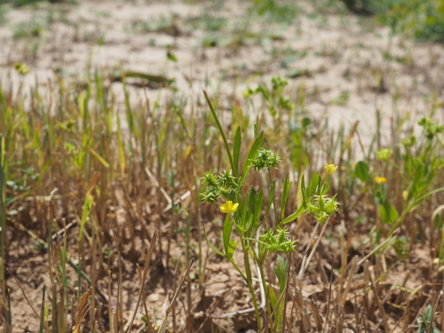 Corn buttercup (Ranunculus arvensis)