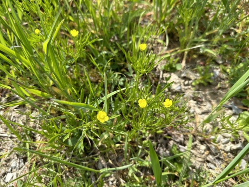 Corn buttercup (Ranunculus arvensis)