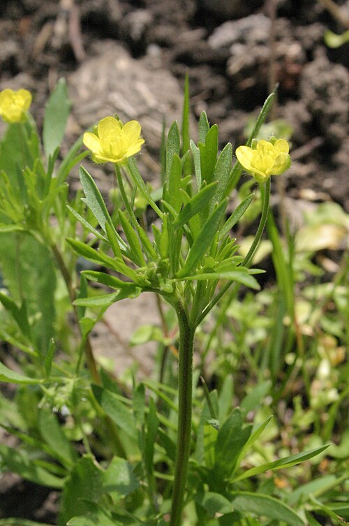 Corn buttercup: Ranunculus arvensis