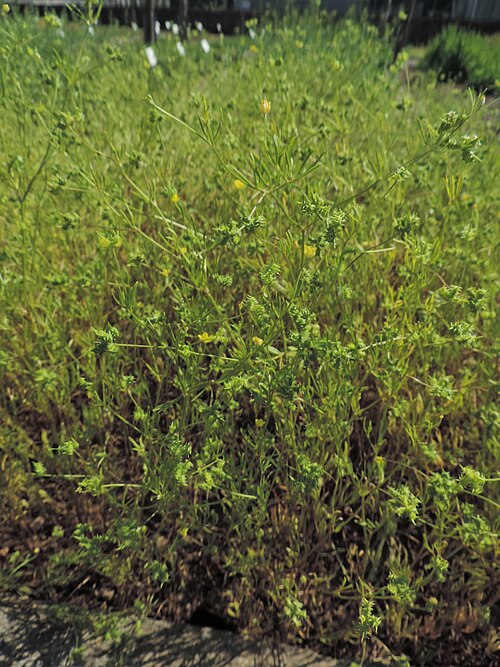 Corn buttercup: Ranunculus arvensis in Neuer Botanischer Garten der Universität Göttingen