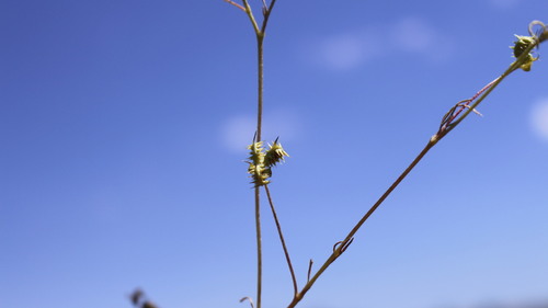 Corn buttercup (Ranunculus arvensis)