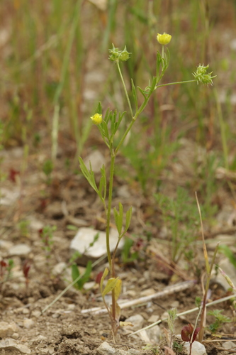 Corn buttercup (Ranunculus arvensis)