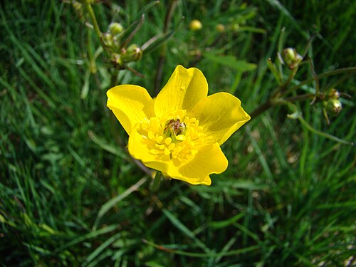 Corn buttercup: ranunculus arvensis