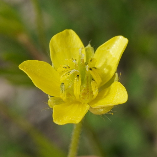 Corn buttercup (Ranunculus arvensis)