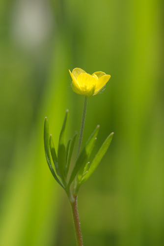 Corn buttercup (Ranunculus arvensis)