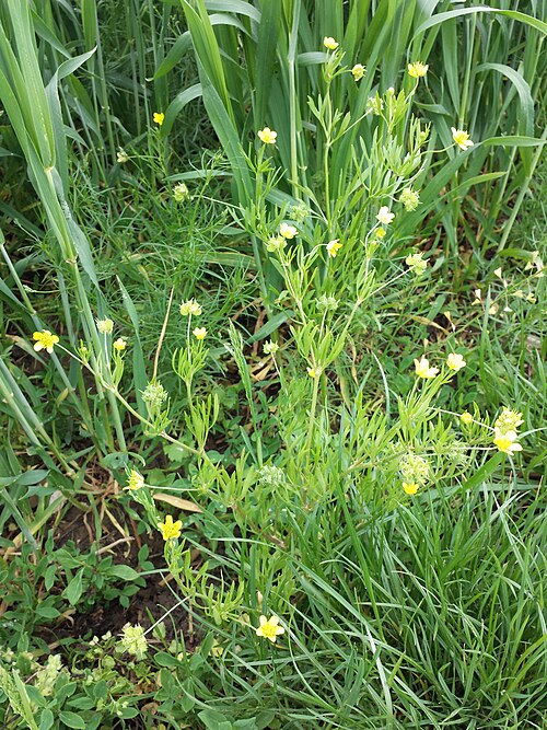 Corn buttercup: Habitus Taxonym: Ranunculus arvensis ss Fischer et al. EfÖLS 2008 ISBN 978-3-85474-187-9 Location: near Großrußbach, district Korneuburg, Lower Austria - ca. 29