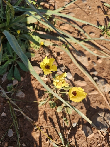Persian butter cup (Ranunculus asiaticus)