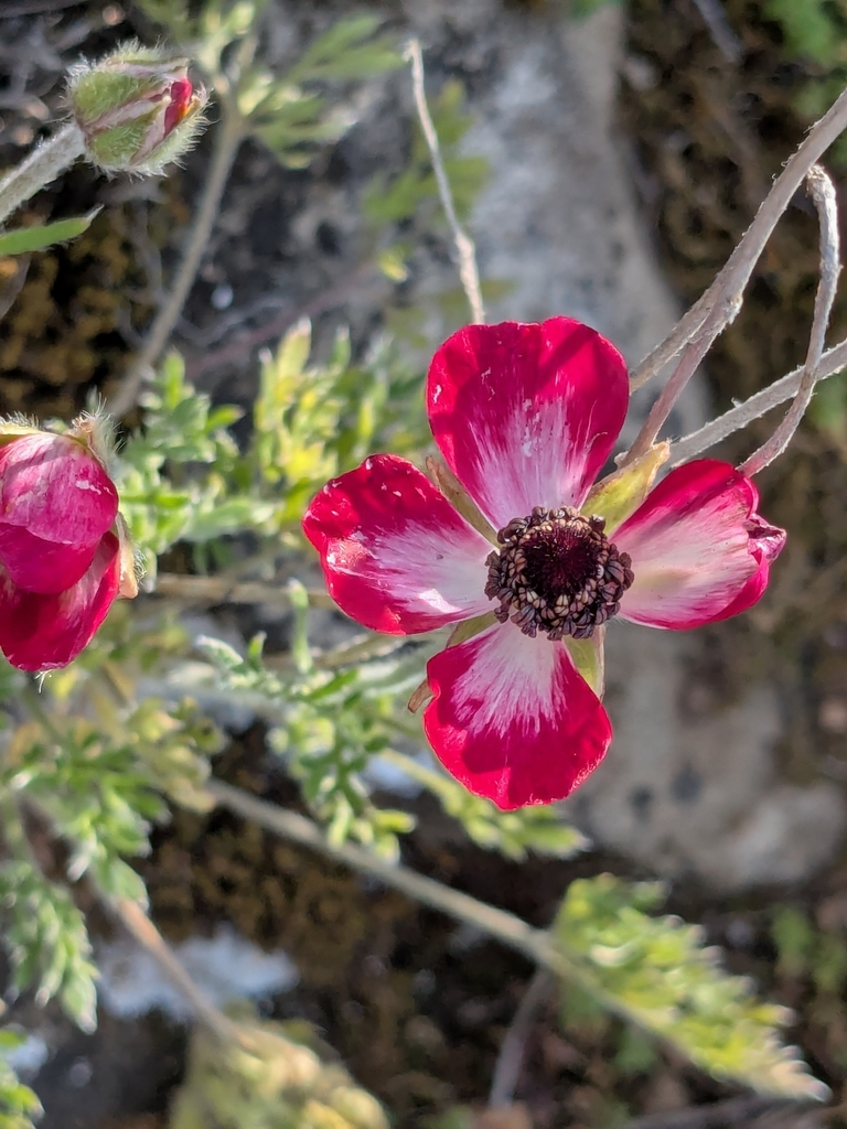 Persian butter cup (Ranunculus asiaticus)