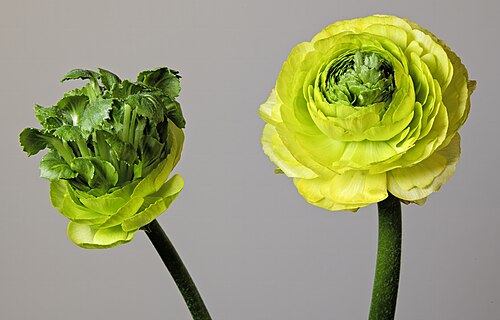 Persian butter cup: Ranunculus asiaticus . Rare event which can be natural but much more common in horticultural varieties which favor monsters. Plant cells are totipotent and ther
