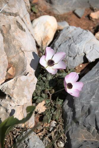 Persian butter cup (Ranunculus asiaticus)