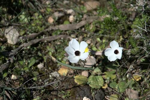Persian butter cup (Ranunculus asiaticus)