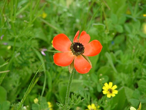 Persian butter cup: A Persian Buttercup ( Ranunculus asiaticus ) in the Nataf area.