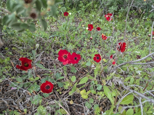 Persian butter cup (Ranunculus asiaticus)