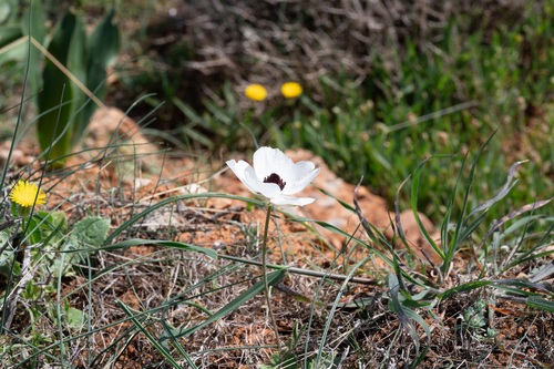 Persian butter cup (Ranunculus asiaticus)