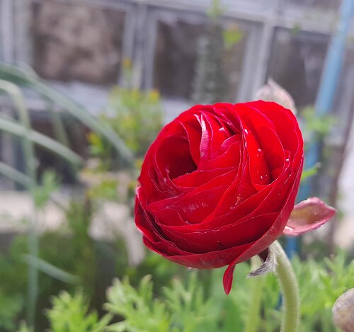 Persian butter cup: Fotografia de flor de ranúnculo dobrado vermelho (Ranunculus asiaticus L.).