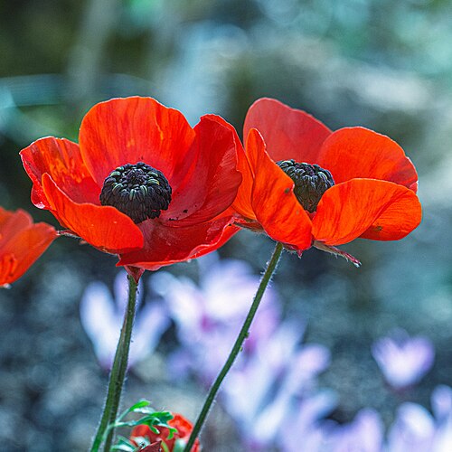 Persian butter cup: Ranunculus asiaticus im Botanischen Garten München