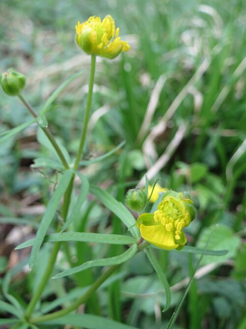 Goldilocks buttercup: Gold-Hahnenfuß ( Ranunculus auricomus ) im Saubusch in der Schwetzinger Hardt - in steter Regelmäßigkeit sind die Blütenblätter bei diesem Hahnenfuß nicht vollz