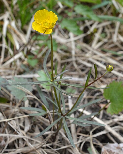 Goldilocks buttercup: Goldilocks Buttercup ( Ranunculus auricomus ) in Oslo, Norway.