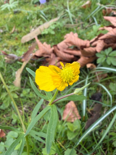 Goldilocks buttercup (Ranunculus auricomus)