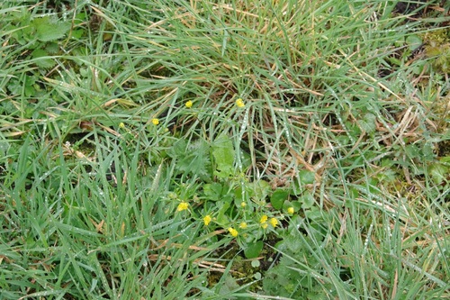 Goldilocks buttercup (Ranunculus auricomus)