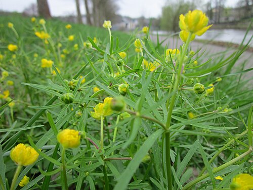 Goldilocks buttercup: Gold-Hahnenfuß ( Ranunculus auricomus ) an der Saar in Saarbrücken