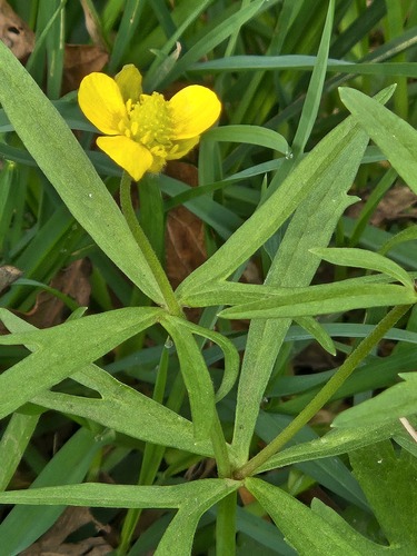 Goldilocks buttercup (Ranunculus auricomus)