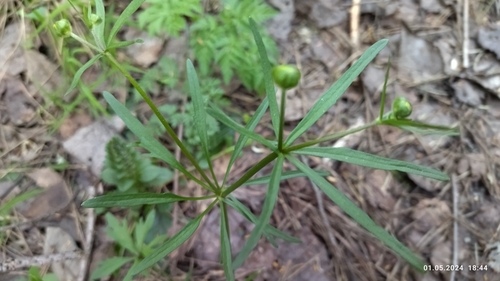 Goldilocks buttercup (Ranunculus auricomus)