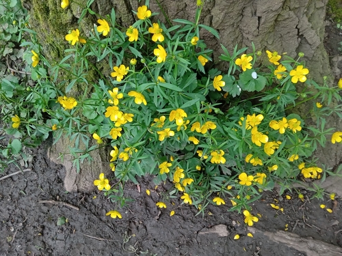 Goldilocks buttercup (Ranunculus auricomus)