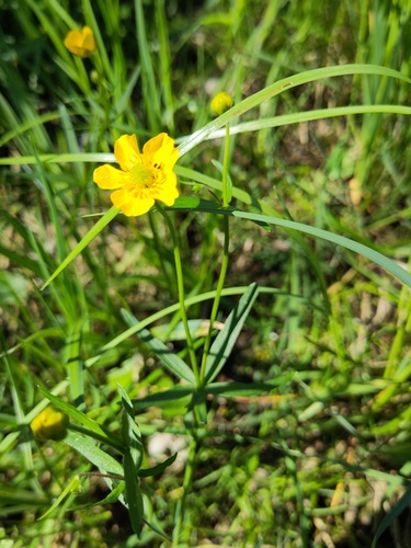 Goldilocks buttercup (Ranunculus auricomus)