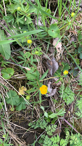 Goldilocks buttercup (Ranunculus auricomus)
