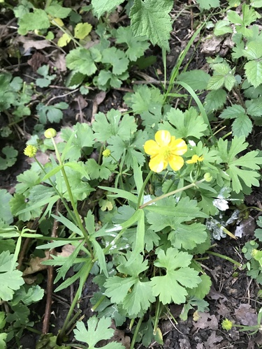 Goldilocks buttercup (Ranunculus auricomus)
