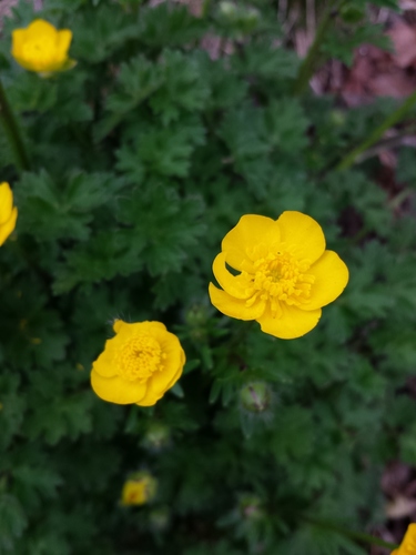 Bulbous buttercup (Ranunculus bulbosus)