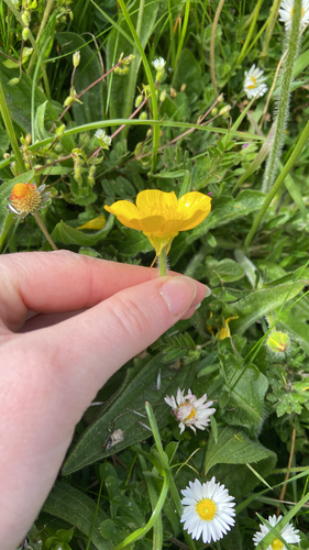Bulbous buttercup (Ranunculus bulbosus)