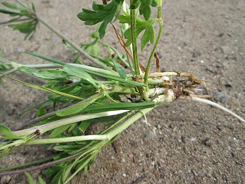 Bulbous buttercup: Knolliger Hahnenfuß ( Ranunculus bulbosus ) auf einer Streuobstwiese in Hockenheim - wenn man ihn ausgräbt sieht man die charakteristische Knolle