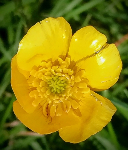 Bulbous buttercup (Ranunculus bulbosus)