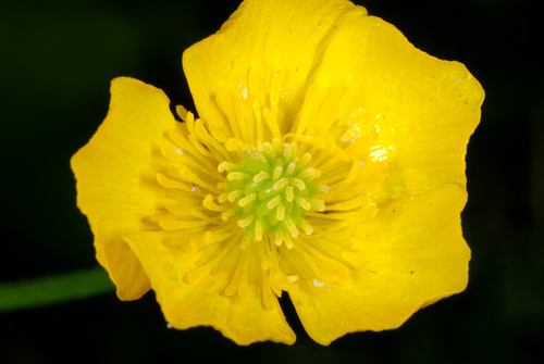Bulbous buttercup (Ranunculus bulbosus)