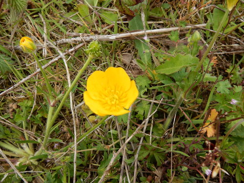 Bulbous buttercup (Ranunculus bulbosus)