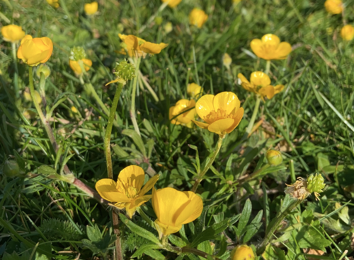 Bulbous buttercup (Ranunculus bulbosus)