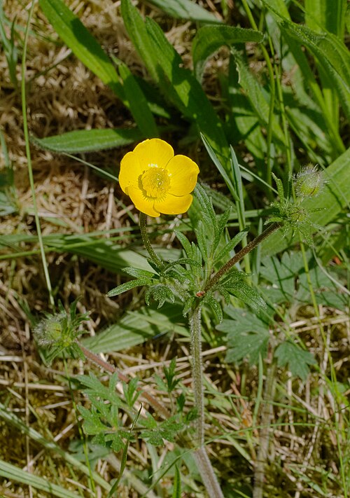 Bulbous buttercup: Knolliger Hahnenfuß - Ranunculus bulbosus. Aufgenommen in Mannheim im Käfertaler Wald, Baden-Württemberg, Deutschland.
