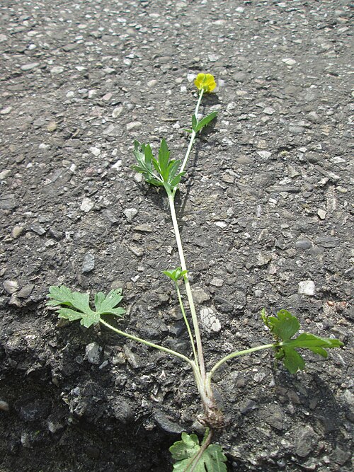 Bulbous buttercup: Knolliger Hahnenfuß ( Ranunculus bulbosus ) in Hockenheim