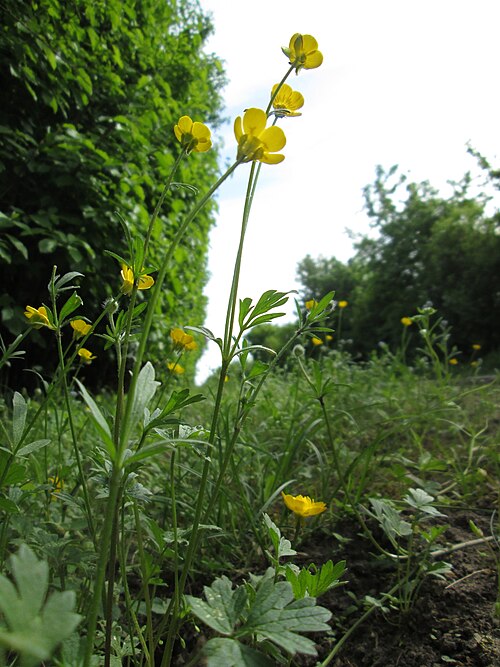 Bulbous buttercup: Knolliger Hahnenfuß ( Ranunculus bulbosus ) in Hockenheim