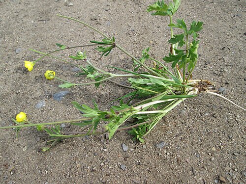 Bulbous buttercup: Knolliger Hahnenfuß ( Ranunculus bulbosus ) auf einer Streuobstwiese in Hockenheim - wenn man ihn ausgräbt sieht man die charakteristische Knolle