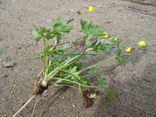 Bulbous buttercup: Knolliger Hahnenfuß ( Ranunculus bulbosus ) auf einer Streuobstwiese in Hockenheim - wenn man ihn ausgräbt sieht man die charakteristische Knolle