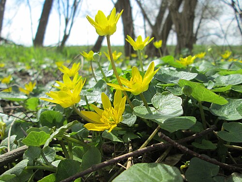 Fig buttercup: Scharbockskraut ( Ficaria verna ) im Naturschutzgebiet Alter Kraichbach hinter den Bergen im Hockenheimer Rheinbogen